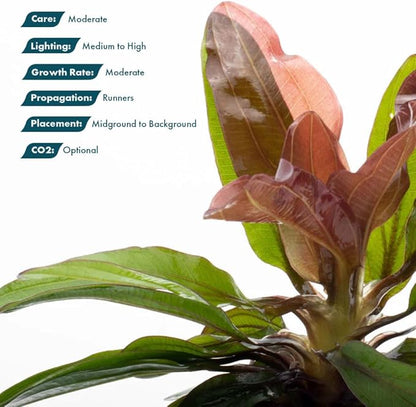 SubstrateSource Live Plants - Echinodorus ‘Red Rubin’ (Echinodorus sp.) - Medium to High Light, Red Green, Midground to Background, Freshwater Aquascaping Aquatic Plant - Pot