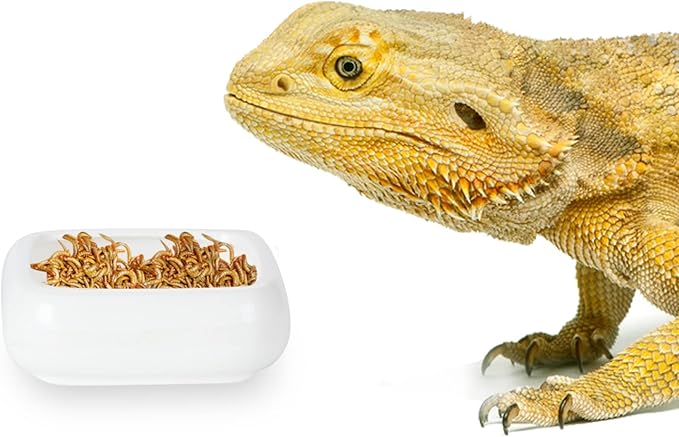 Reptile Food Bowls Ceramic Square Reptile Water Food Dish, Pet Food Bowl for Lizards, Young Bearded Dragons, Gecko Tortoise Spider, Small Snakes (White, Small 1-Pack)