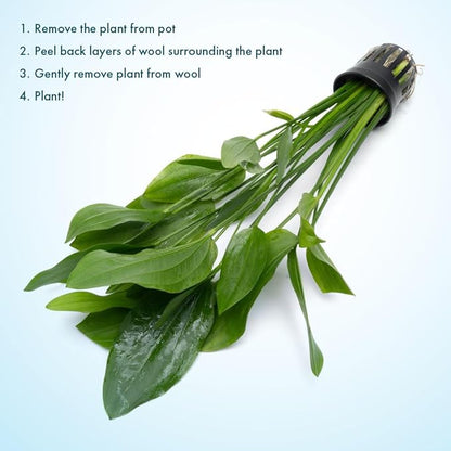 SubstrateSource Echinodorus Grandifolius Sword Live Plant for Freshwater Aquariums, Natural Fish Tank Decorations, and Aquatic Decor (1 Pot (2-3 Plants))
