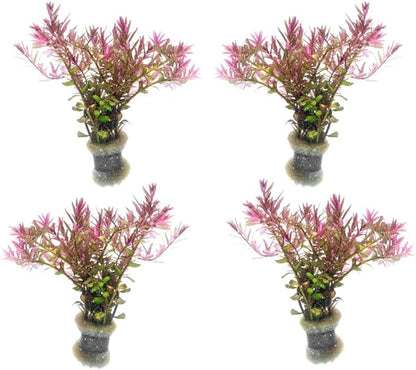 SubstrateSource Live Aquarium Red Stem Plants - Freshwater Aquatic Plant for Fish Tanks, Aquascaping - (Rotala Blood, 4 Bunches)