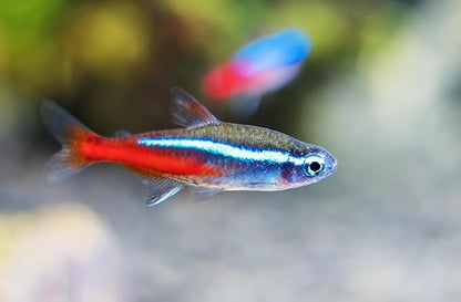 15 Neon Tetra (Paracheirodon innesi) Freshwater Aquarium Fish Live (Approx. Size 1.5 cm) (1-2cm, 15, Count)
