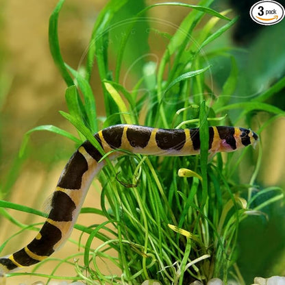 Swimming Creatures™ 3 Kuhli Loach (Pangio kuhlii) – Freshwater Tropical Aquarium Fish Live (Size Approx. 3-4")