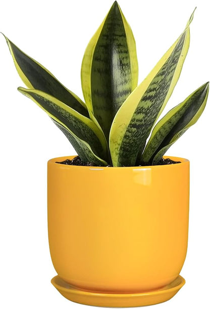 Plant Pot 5 Inch - Modern Round Indoor Ceramic Planter with Drainage Hole and Tray for Succulent Cactus Herbs Plants, Home House Garden Office Decor, Yellow