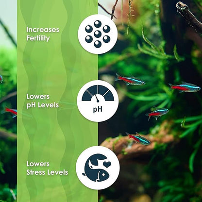 SunGrow 100 pcs Catappa Indian Almond Leaves for Betta Fish Tank Aquarium, 2” Water Conditioner Leaves, Leaf Also Suitable for Shrimp, Goldfish, Guppy and Frogs