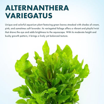 SubstrateSource Live Aquarium Stem Plants - Freshwater Aquatic Plant for Fish Tanks, Aquascaping - (Alternanthera Reineckii Variegatus, 4 Bunches)
