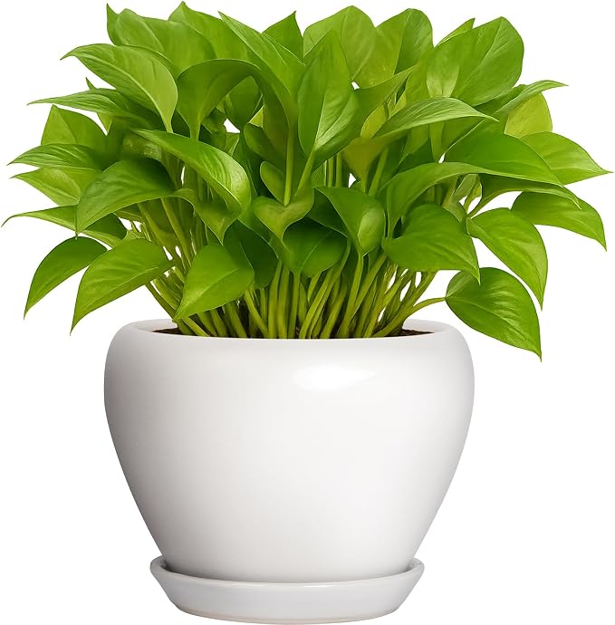Deep Dream 6 Inch Plant Pot - Ceramic Planter with Drainage Hole and Trays, Modern Round Flower Pot, Planters for Indoor Outdoor Plants, Home Garden Decor, White