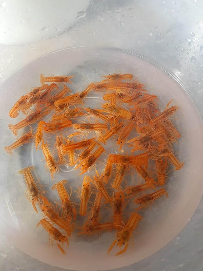 5 Live CPO Mexican Orange Dwarf Crayfish CPO