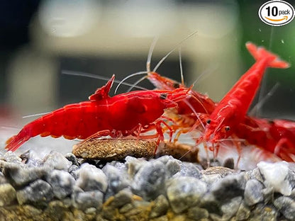 Las Vegas Exotic Fish™ 10 Fire Red Neocaridina Shrimp Live Freshwater Shrimp Aquarium Inverts (Fire Red)