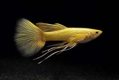 10+ Full Gold 24K Guppy Live Fish - Premium High-Color Strain, Active & Hardy Tropical Aquarium Fish, Vibrant Gold Body, Live Arrival Guarantee