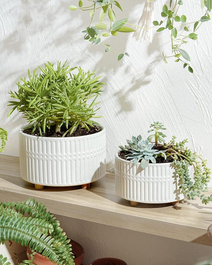 LE TAUCI Succulent Pots, 6.5+8 Inch Ceramic Indoor Plant Pot with Drainage Hole, Shallow Round Succulent Planters, Set of 2, Matte White