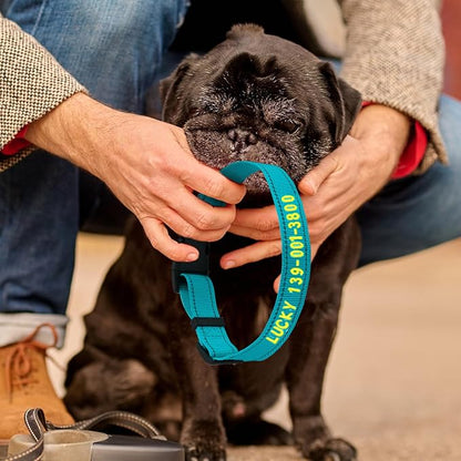 Personalized Embroidered Dog Collar - Custom Hand-Stitched Name & Number, Reflective Adjustable Pet Collar for Small/Medium/Large Dogs & Cats, Durable Nylon with Steel D-Ring (Teal, Medium)