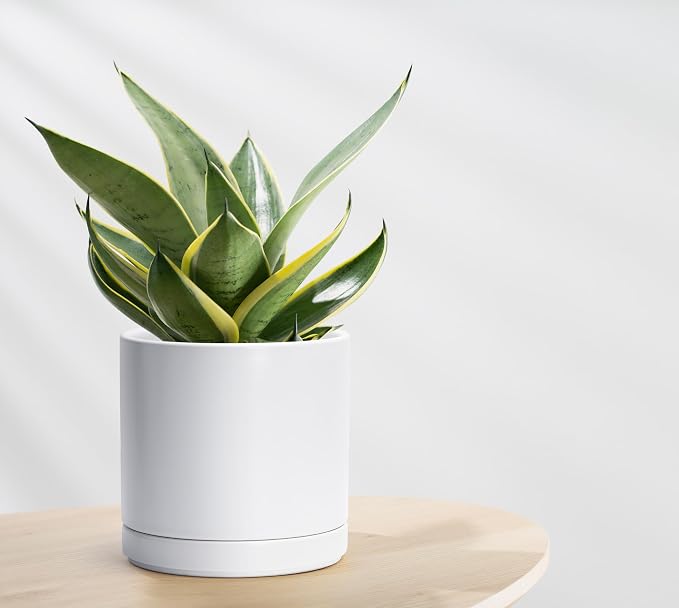 D'vine Dev Set of 2 Plants Pots, 8.2 Inch Ceramic Planter Pot for Plants with Drainage Hole and Saucer, White, 94-V-D-1