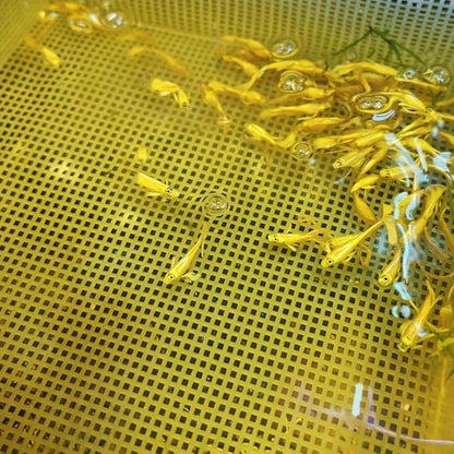 Live Full Gold Guppy Fry 12 Count Freshwater Aquarium Fish for Community and Planted Tanks Juvenile Guppies for Grow Out Aquariums Peaceful Tropical Fish with Live Arrival Guarantee
