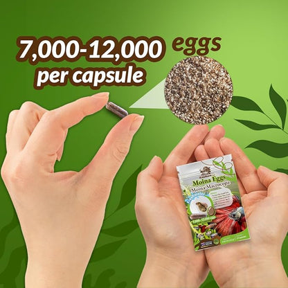 Moina macrocopa Eggs (Water Flea) - for Hatching, Freshwater Live Fish Food for Newborn Fry, Betta Fish and Other Aquatic Species. Encourages Natural Hunting Behavior in Fish. 3 Capsules