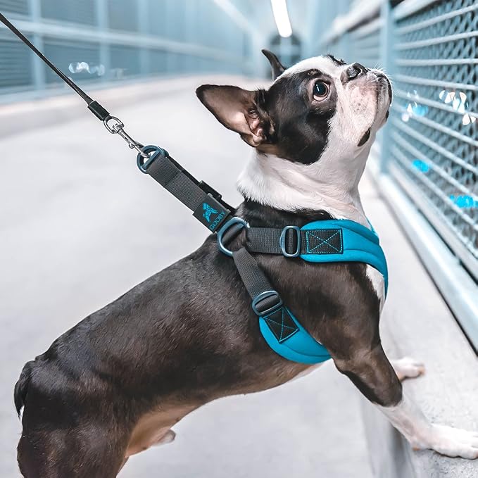 Gooby Escape Free Sport Dog Harness, Choke-Free, Turquoise, Small | Patented escape-free frame; Reduces choking; 4-point adjustment; Soft neoprene padding; Durable webbed straps