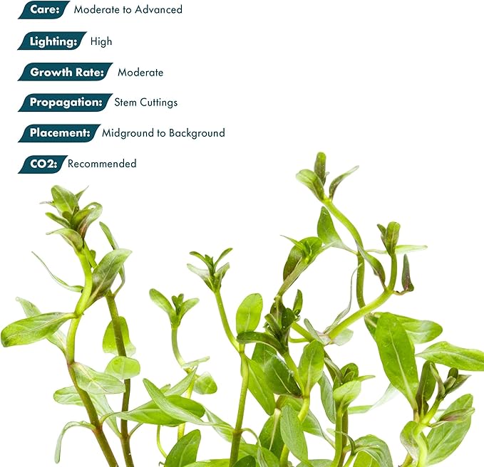 SubstrateSource Live Plants - Ammannia Sulawesi - Orange to Pink Stem Plant for High Light Freshwater Aquarium Aquascapes, Midground to Background, Orange, Pink, Green Accent - Lead Bunch