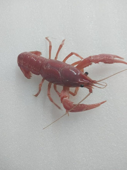 1 Live Breeding Pair of Pink Crayfish, Size Will be 1-4 Inches depending on Availability,Live Aquarium Mates Can not Ship to Michigan, Minnesota, Ohio, Wisconsin, Alaska, HI