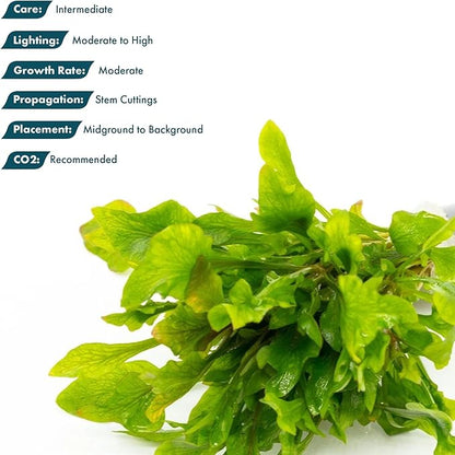 SubstrateSource Live Aquarium Stem Plants - Freshwater Aquatic Plant for Fish Tanks, Aquascaping - (Alternanthera Reineckii Variegatus, 1 Bunch)