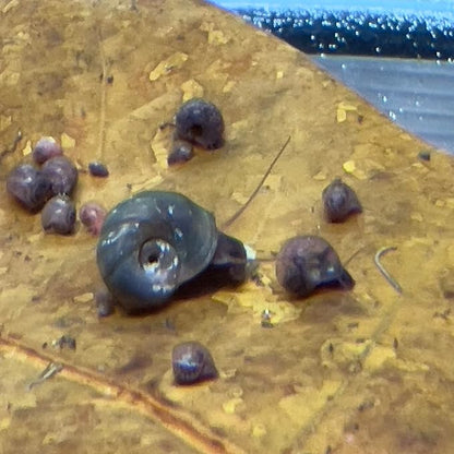 10 Live Ramshorn Snails by Dylfinds for Freshwater Aquarium/Pond Colony Start Clean-up Crew Planorbella Duryi (Variety Mix)
