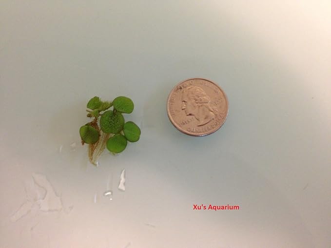 24 Water Spangles (Salvinia Minima), Live Aquarium/Aquatic/Floating/ Pond/Beginner Plant by G&Z