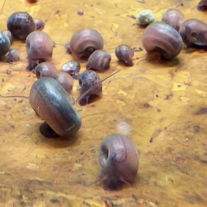 10 Live Ramshorn Snails by Dylfinds for Freshwater Aquarium/Pond Colony Start Clean-up Crew Planorbella Duryi (Variety Mix)