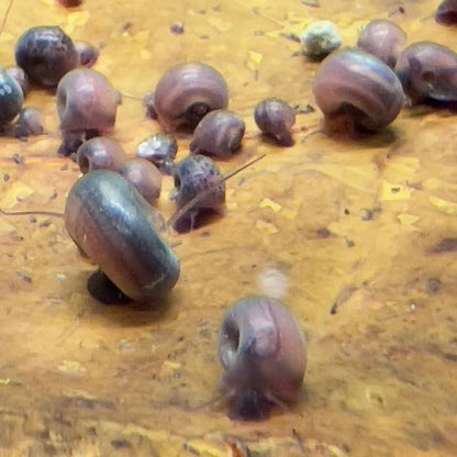 10 Live Ramshorn Snails by Dylfinds for Freshwater Aquarium/Pond Colony Start Clean-up Crew Planorbella Duryi (Variety Mix)