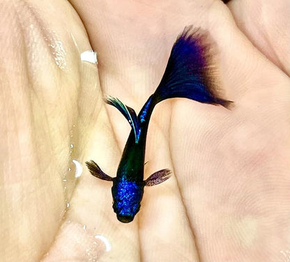 Generic 1 Breeding Pair- Blue Tarzan- New Strain Live Guppy Fish, 3 months