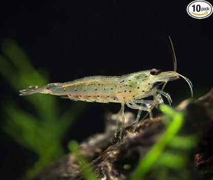 15+ Amano Shrimps Algae Cleaner Inverts Live Freshwater Aquarium Shrimps 1/4" - 1/2" - Live Shrimp Arrival Guarantee DOA Cover Included