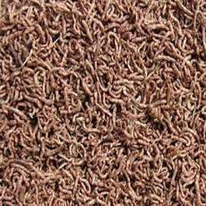 Aquatic Foods Inc. Bloodworms, Freeze Dried Grade A Fresh Floating Bloodworms for All Tropical Fish, Bettas, Discus, Cichlids, Community Fish, Turtles, Carnivore Tropical Fish - 1-lb