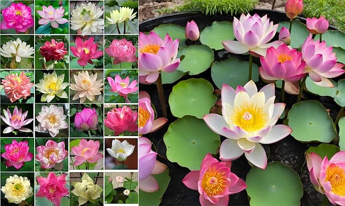 50 Sacred Lotus Seeds for Planting in Water Mixed Flower Color Pink Red White Yellow Multicolor Aquatic Nelumbo nucifera Bonsai Bowl Lotus Seed Ponds Water Feature Gardens Water Lily (50, Lotus Seed)