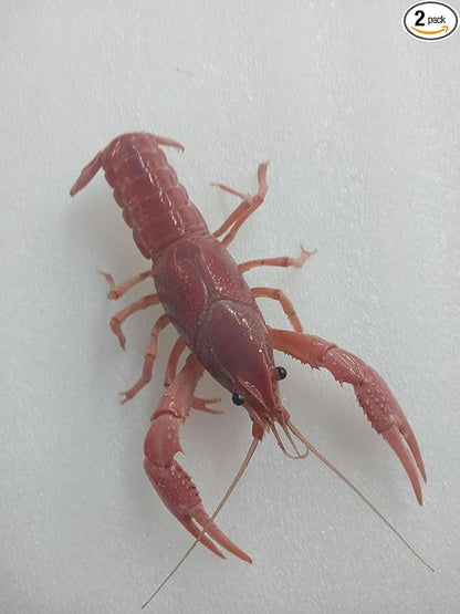 1 Live Breeding Pair of Pink Crayfish, Size Will be 1-4 Inches depending on Availability,Live Aquarium Mates Can not Ship to Michigan, Minnesota, Ohio, Wisconsin, Alaska, HI