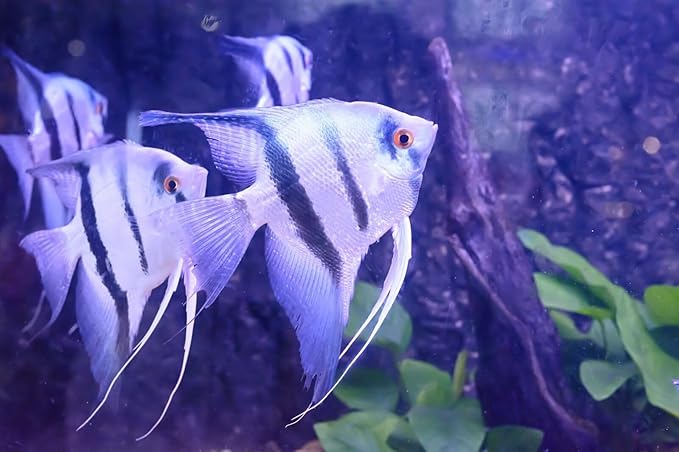 S&C AQUATICS MINI Beefheart & Soft BIT Mix,Beef Heart,Discus Food,Angel Fish Food,Cichlids (8oz - 1/2 lb.) - A8