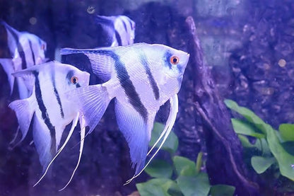 S&C AQUATICS MINI Beefheart & Soft BIT Mix,Beef Heart,Discus Food,Angel Fish Food,Cichlids (8oz - 1/2 lb.) - A8