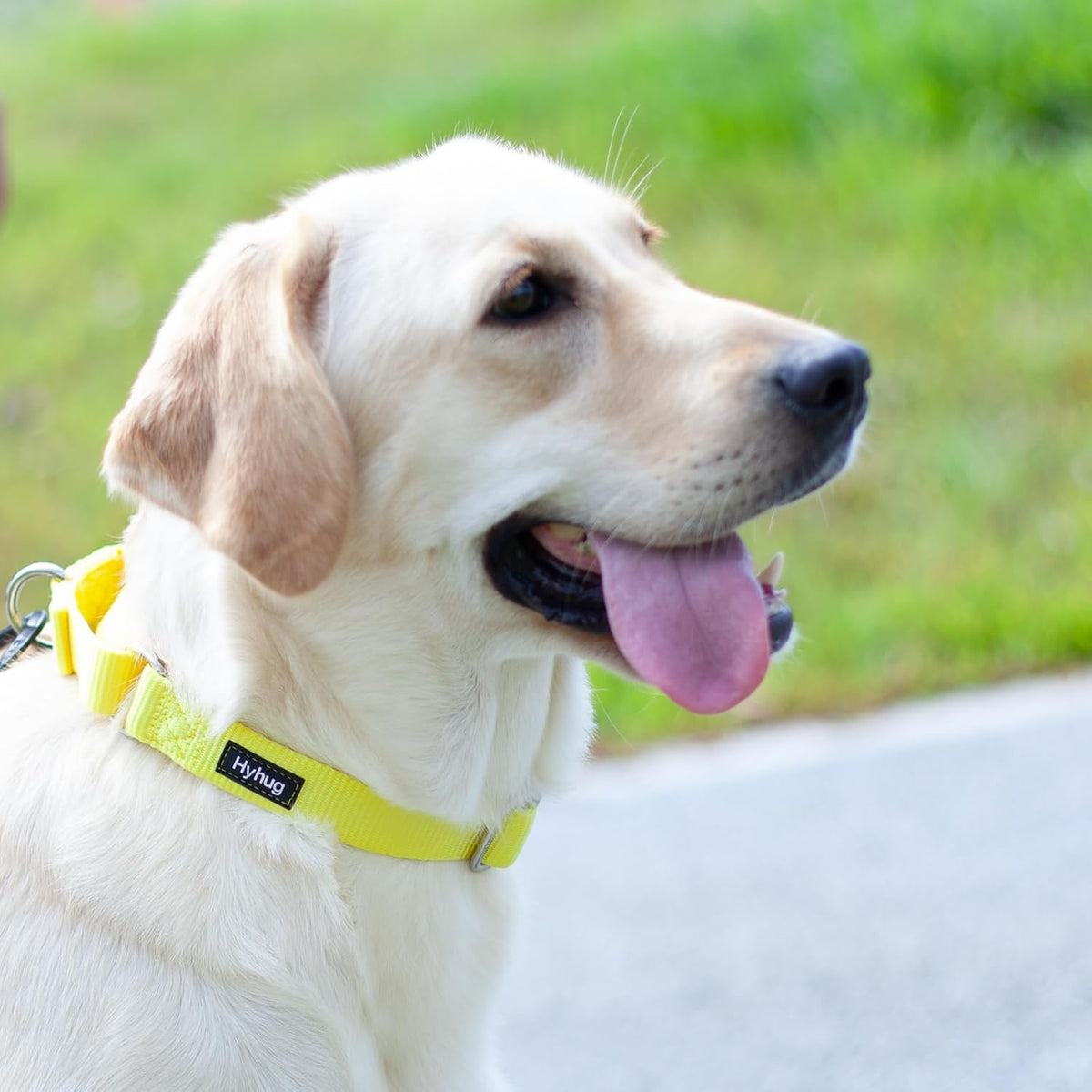 Hyhug Pets Premium Upgraded Heavy Duty Nylon Anti-Escape Pup Martingale Collar for Boy and Girl Dogs Comfy and Safe - Professional Training, Daily Use Walking. (Small, Illuminating Yellow)