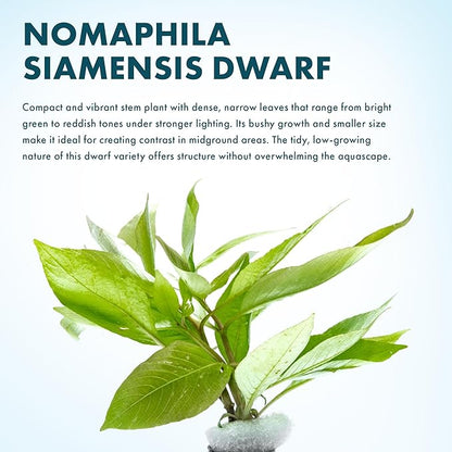 SubstrateSource Dwarf Hygrophila Corymbosa Siamensis Live Aquarium Plant - Freshwater Fish Tank Decorations and Natural Aquatic Decor (4)