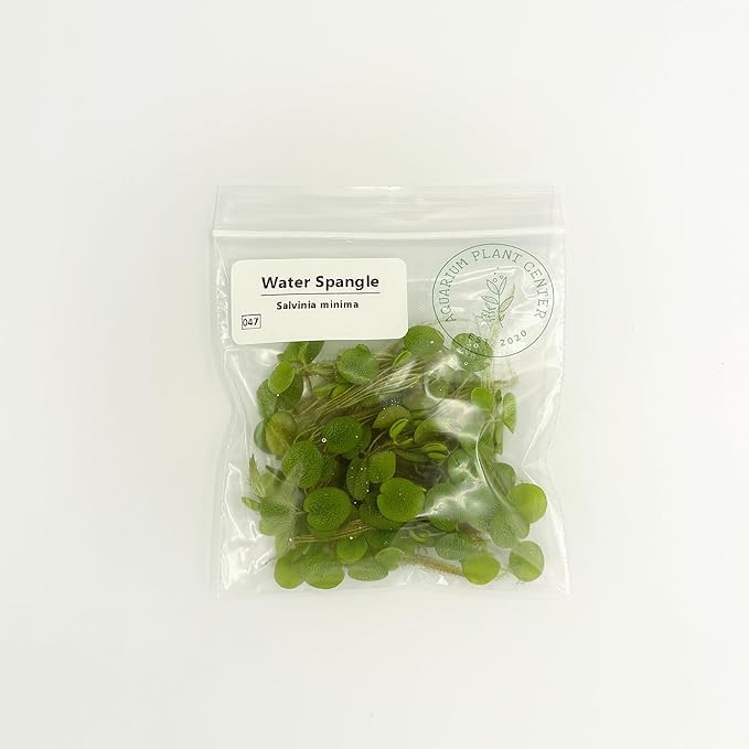 Water Spangle, Salvinia Minima, Live Aquarium/Aquatic/Freshwater/Floating/Pond Plant/Planted Tank/Aquascaping/Paludarium by Aquarium Plant Center (12 Plants, 60+ Leaves)