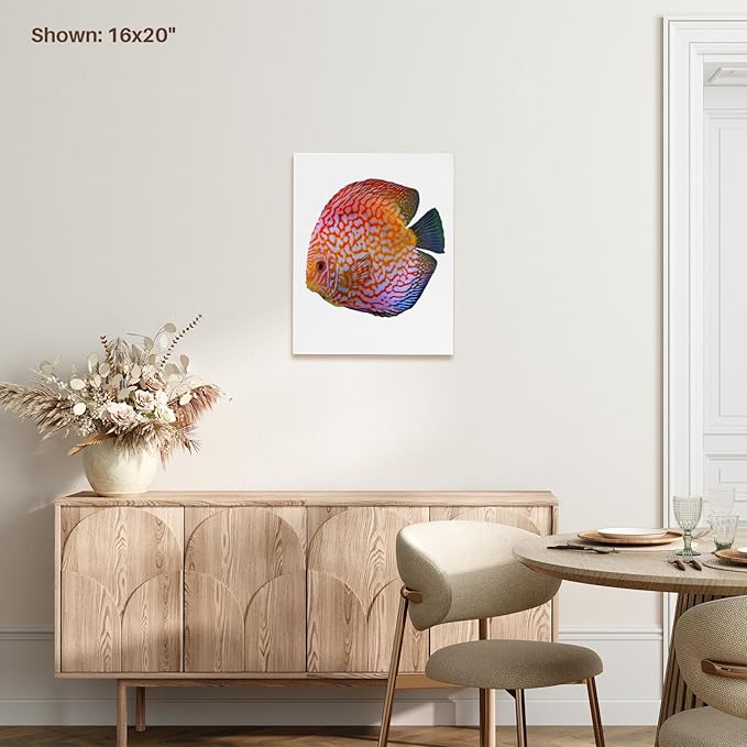 3dRose King Of The Aquarium Discus Fish Image Wildlife Museum Grade Canvas Wrap 8x10