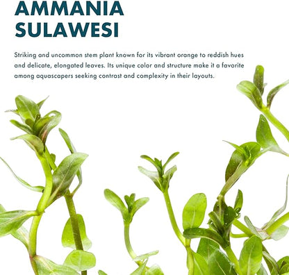 SubstrateSource Live Plants - Ammannia Sulawesi - Orange to Pink Stem Plant for High Light Freshwater Aquarium Aquascapes, Midground to Background, Orange, Pink, Green Accent - Lead Bunch