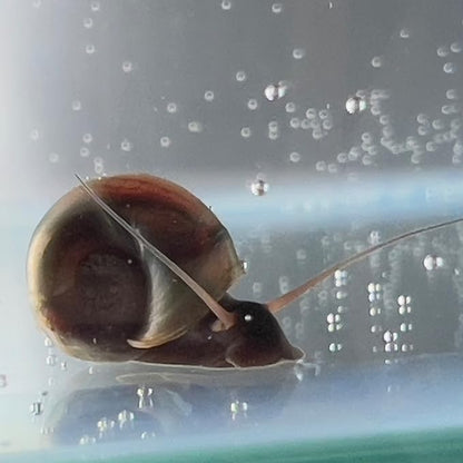 10 Live Ramshorn Snails by Dylfinds for Freshwater Aquarium/Pond Colony Start Clean-up Crew Planorbella Duryi (Variety Mix)