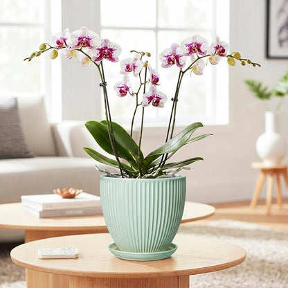 Ceramic Pots for Indoor Plants, 6 Inch Plant Pot with Drainage Hole and Saucer, Round Modern Planters, Decorative Pots for Plants, Home Living Room Decor, Gifts for Plant Lovers, Mint Green