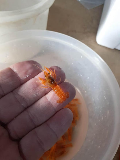 5 Live CPO Mexican Orange Dwarf Crayfish CPO