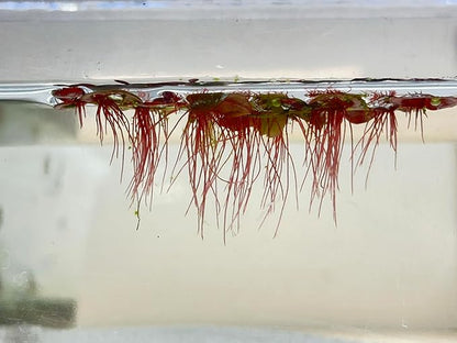 30+ Red Root Floater - Live Aquarium Plants