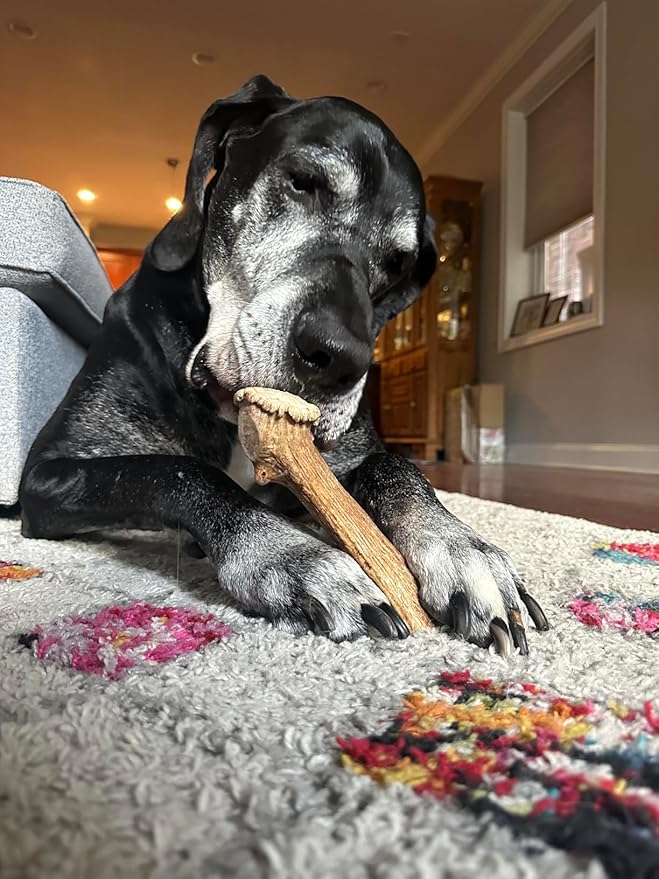 WhiteTail Naturals - Deer Antlers for X-Large Dogs (2 Pack- Jumbo XXL) All Natural Antler Dog Chew - Naturally Shed, Long Lasting Chew Bone for Big Agressive Chewers