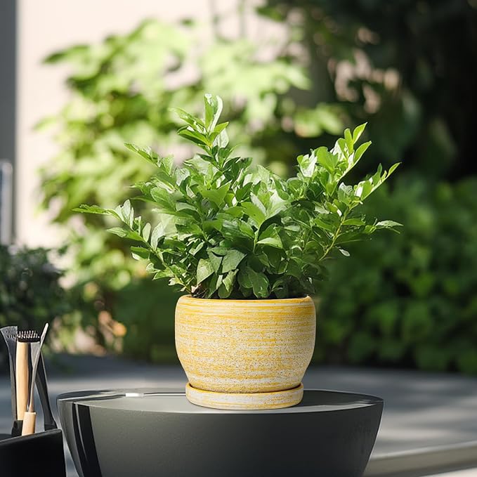 SQOWL Ceramic Planter - 6 Inch Plant Pot Indoor with Drainage Hole and Saucer, Decorative Ceramic Flower Pot Outdoor, Round Succulent Planters, Home Office Bedroom Decor, Birthday Gifts, Yellow
