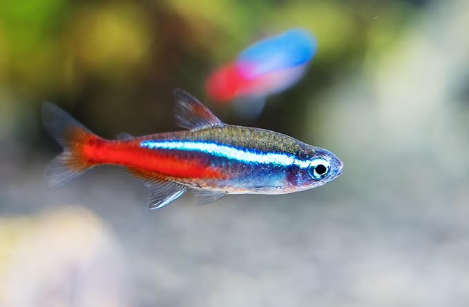 6 Neon Tetra (Paracheirodon innesi) Freshwater Aquarium Fish Live (Approx. Size 1.5 cm) (1-2cm, 6, Count)