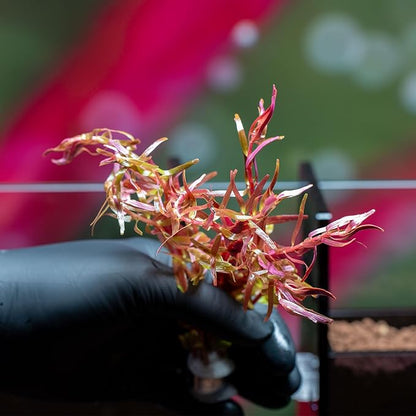 SubstrateSource Live Aquarium Stem Plants - Freshwater Aquatic Plant for Fish Tanks, Aquascaping - (Rotala Rotundifolia Orange Juice, 1 Bunch)