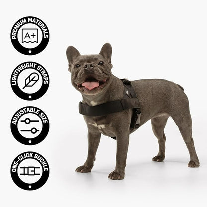 Dog Friendly Co. Dog Harness for Small Dogs (Classic Blue, Small) | One Click Buckle, Chafe Resistant Webbing, Adjustable Neck & Chest, and Heavy Duty D-Ring, Sturdy Comfortable and Easy to Use