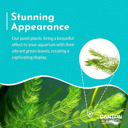 Live Aquarium 6 Hornwort Coontail Indoor Plants - Excellent Aquarium Plant - Beautiful Effect to Aquarium - Fast Growth, Long Lasting & Easy to Care Aquatic Plants - Pack 6