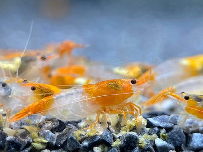 Las Vegas Exotic Fish™ Neocaridina Shrimp Live Freshwater Shrimp Aquarium Inverts (Live Guarantee or Replacemnt is Free) (Mix, 20) Free Plant