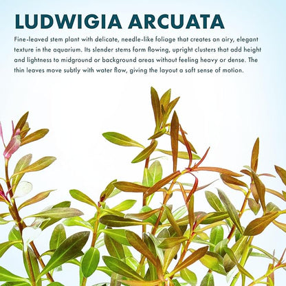 SubstrateSource Live Aquarium Stem Plants - Freshwater Aquatic Plant for Fish Tanks, Aquascaping - (Needle Leaf Ludwigia Arcuata, 1 Bunch)